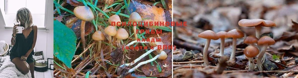 стаф Елабуга